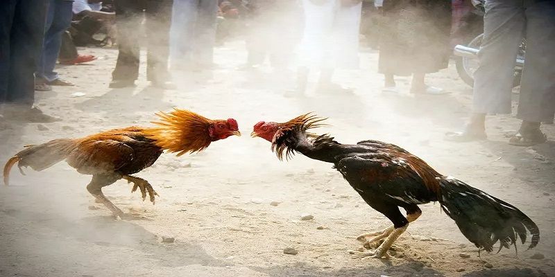 Giải đấu đá gà cấp Re88 sử dụng phương tiện công nghệ - Re88